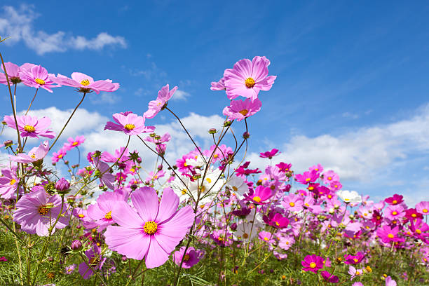 istock Cosmos flower and the sky 177819125