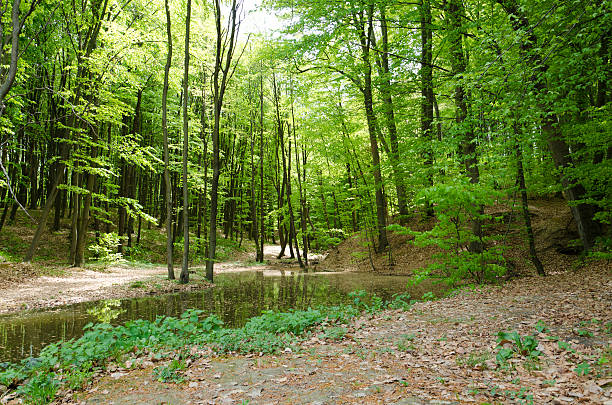 istock river in the wood 177819154