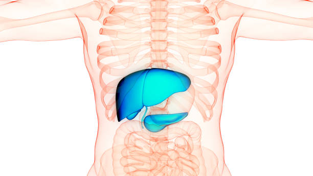 istock Human Internal Digestive Organ Liver Anatomy 1778191956