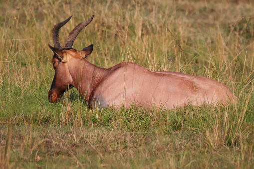 Photo of a topi resting at the Maasai Mara National Reserve in Kenya, África.