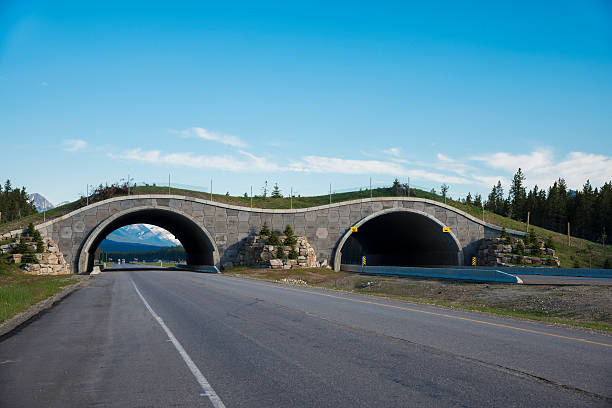istock Highway crossing bridge for animals 177819279