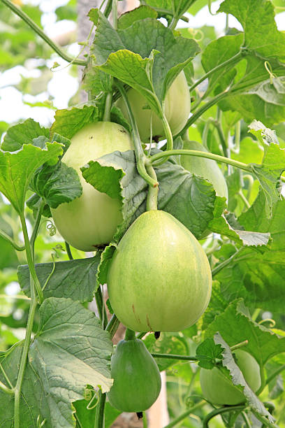istock agricultural greenhouse 177819360
