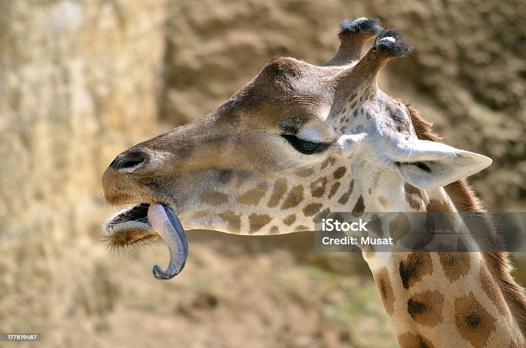 Retrato de girafa - Royalty-free Animal Foto de stock