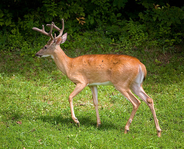 buggy buck - gnats white tailed deer deer animal imagens e fotografias de stock