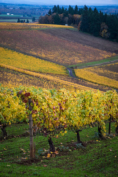 istock Autumn vineyards, Willamette Valley, Oregon 177819888