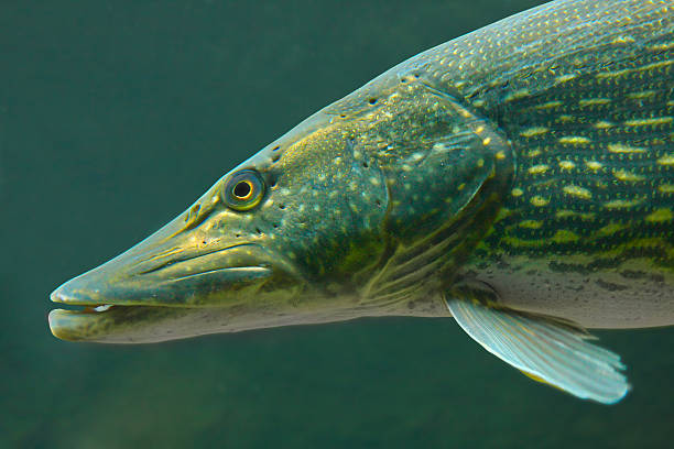 istock The Northern Pike (Esox Lucius). 177820343