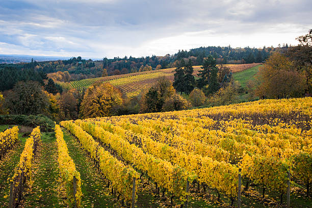 istock Autumn vineyards, Willamette Valley, Oregon 177820558