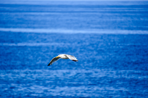 seagull flying in the sky, photo as a background, digital image