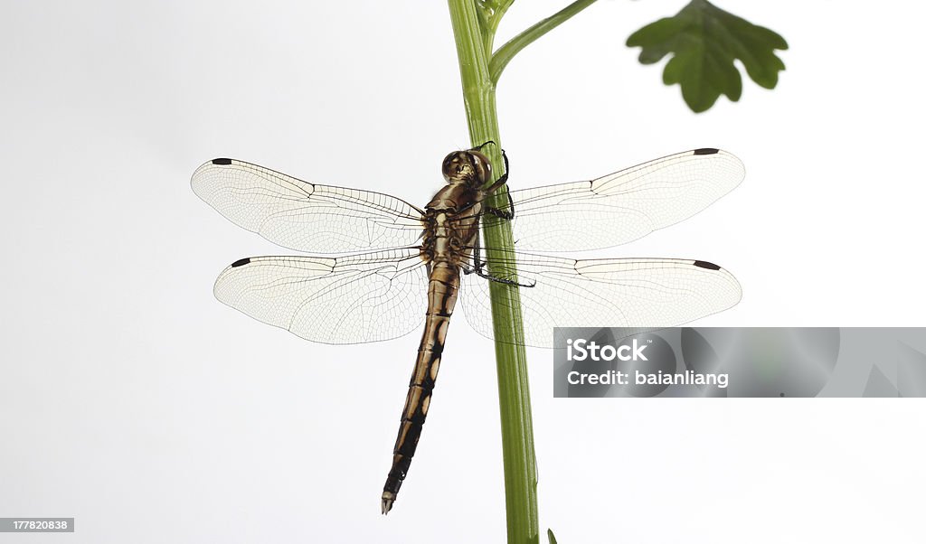 dragonfly no branco - Foto de stock de Branco royalty-free
