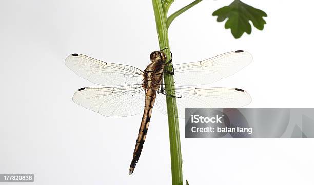 Foto de Dragonfly No Branco e mais fotos de stock de Branco - Branco, Fotografia - Imagem, Fundo Branco