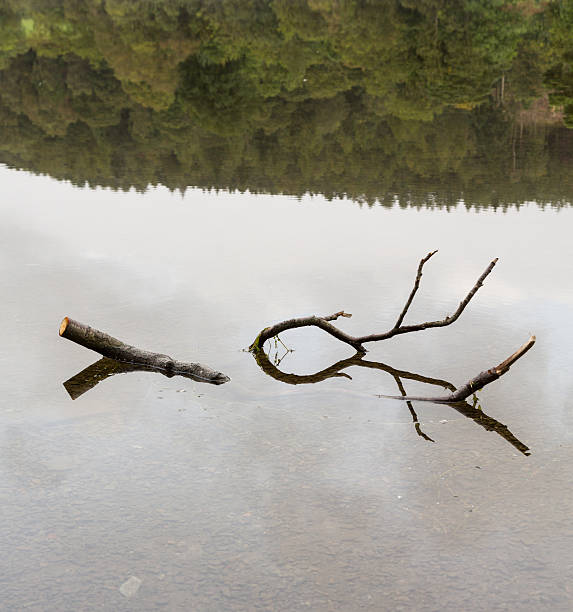 istock Reflection of branch in Coniston Water 177820914