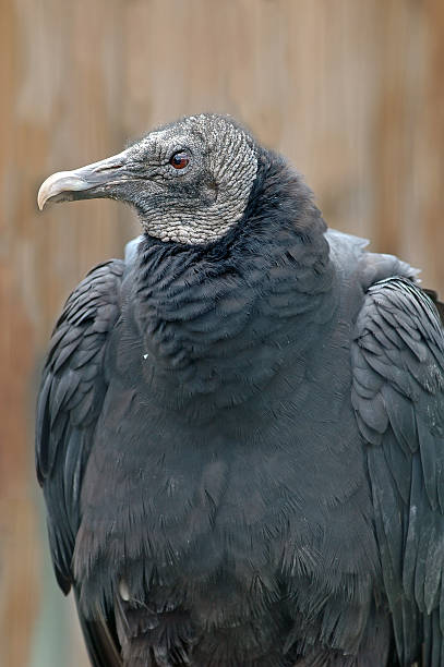istock American Black Vulture in captivity 177821390
