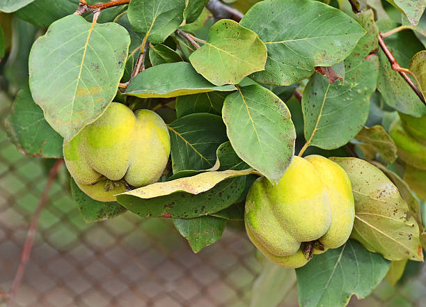 istock Green apple-quince on the branch 177821444