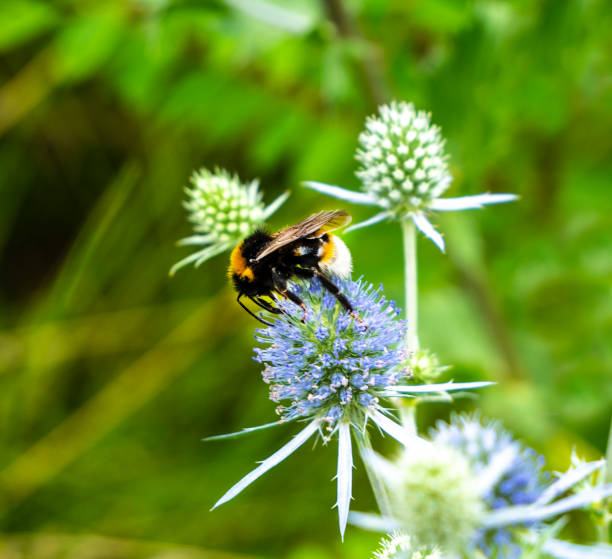 istock The bumblebee collects nectar from the eryngium or Eringium. 1778215086