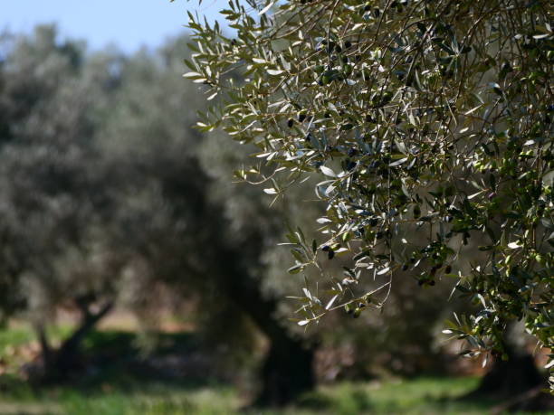 istock Thousand-year-old olive tree, Pou del Mas, La Jana, Spain 1778219166