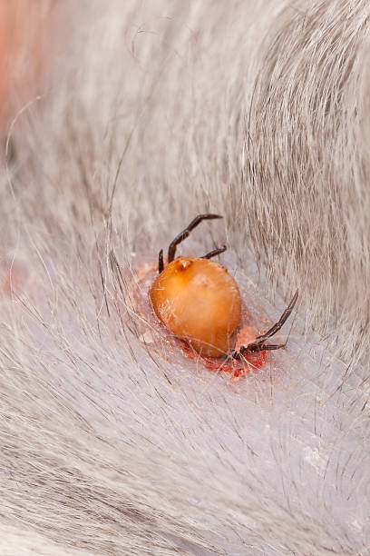 istock Tick feeding on cat, extreme close up with high magnification 177822054