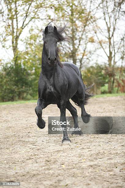 Photo libre de droit de Friesian Étalon Course Sur Le Sable À Lautomne banque d'images et plus d'images libres de droit de Cheval frison - Cheval frison, Couleur noire, Courir