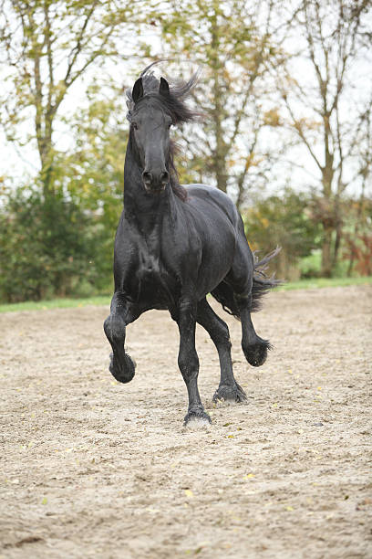 istock Friesian stallion running on sand in autumn 177822604