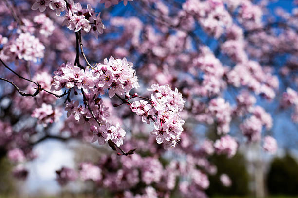 istock Pink cherry flowers blooming in springtime. 177822644