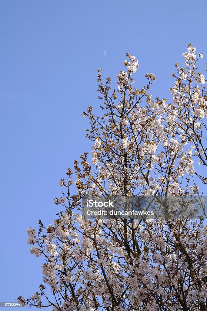 Cherry Blossom Spring arrives, UK Blossom Stock Photo
