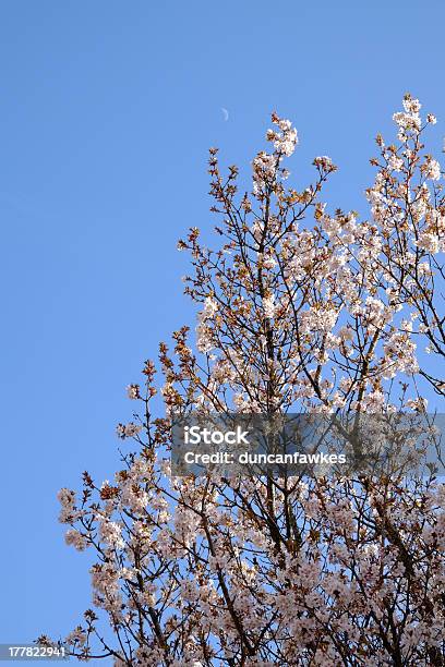 Cherry Blossom Stock Photo - Download Image Now - Blossom, Blue, Cherry Blossom