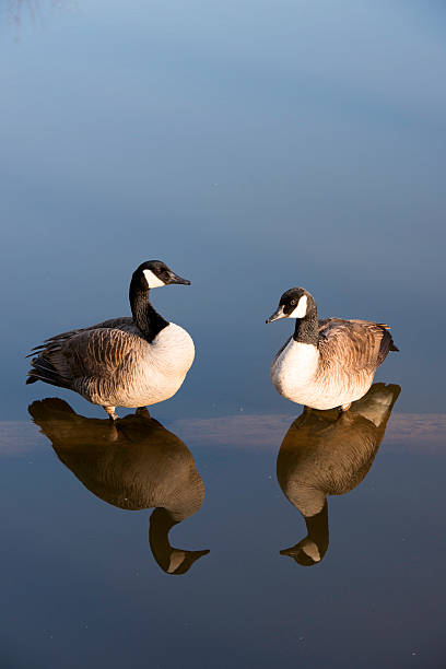 istock Pair of Canadian geese on a pond log. 177823305