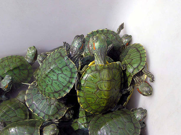 istock Many Brazilian tortoise in a pool 177823325