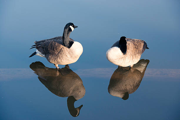 istock Two Canadian geese on a log. 177823340