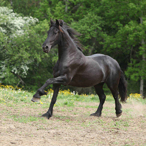 istock Friesian horse running on pasturage 177823706