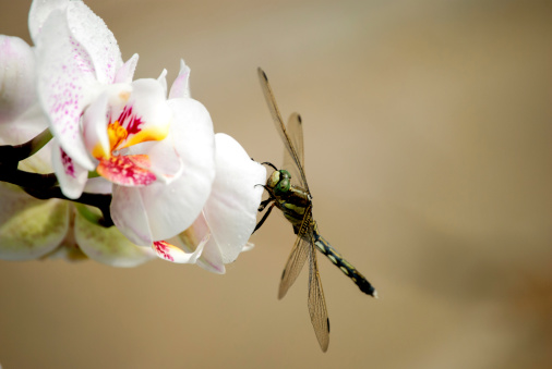 Dragonfly sitting on moth orchid
