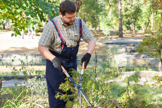 istock Man gardener in protective gloves with garden shears, scissors or secateurs cutting a thuja or juniper topiary hedge in public park. 1778239962