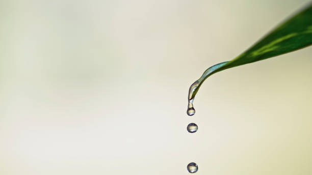istock Close-up of dew on leaf 1778240485