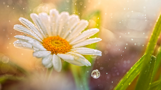 Close-up of rain drops falling on white flower in meadow.
