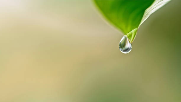 istock Close-up of dew on leaf 1778240490