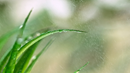 Beautiful water drops after rain on green leaf in sunlight, macro. Many droplets of morning dew outdoor, beautiful round bokeh, selective focus. Amazing artistic image of purity and fresh of nature.