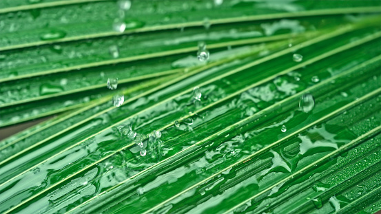 Close-up of rain drops falling on green leaf.