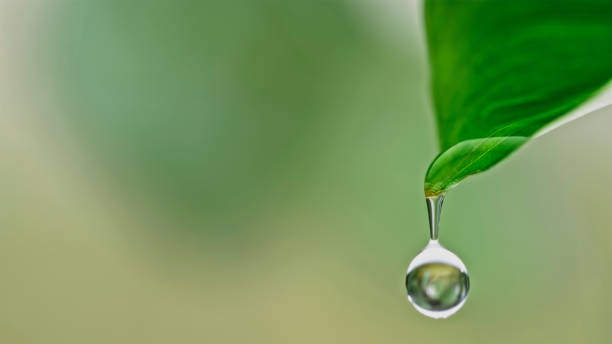 Close-up of dew on leaf