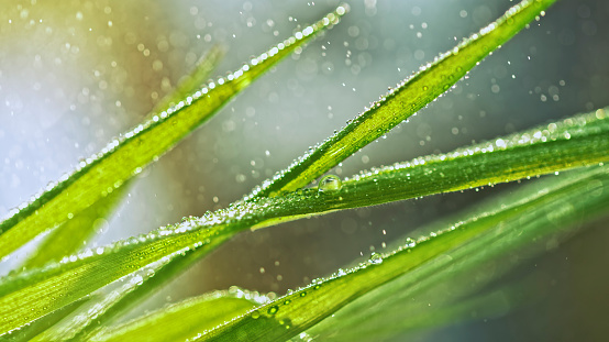 Close-up of rain drops on leaf blades in meadow.