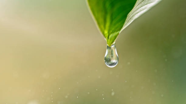 istock Close-up of dew on leaf 1778240503