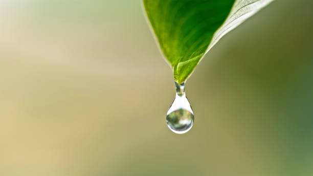 istock Close-up of dew on leaf 1778240520