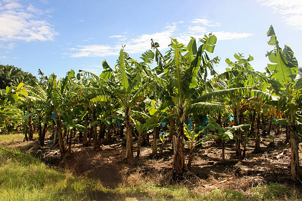 istock Banana Plantation in Sun 177824402