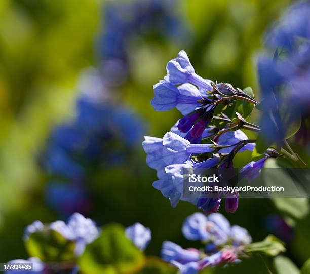 Close Up Of Bluebells In April Stock Photo - Download Image Now - Beauty In Nature, Blossom, Blue