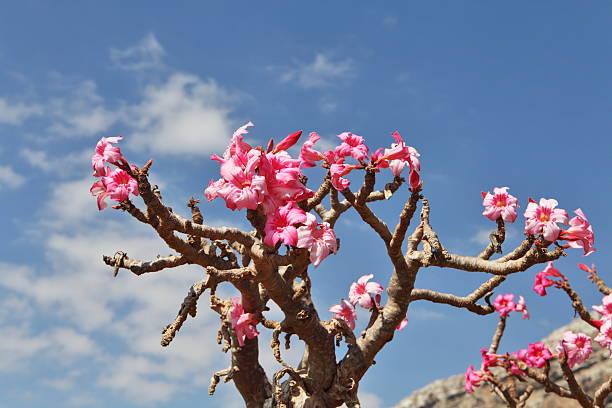 Bottle tree - endemic of Socotra Island Bottle tree - adenium obesum – endemic tree of Socotra Island baobab flower stock pictures, royalty-free photos & images