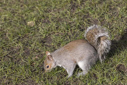 squirrel in St. James' Park in central London; London, United Kingdom
