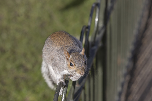 squirrel in St. James' Park in central London; London, United Kingdom