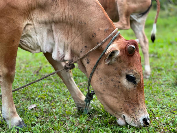 istock Close-up view of a cow grazing grass 1778249482