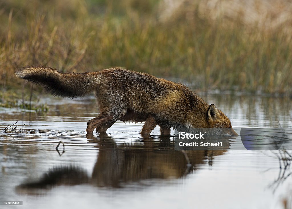 Red fox Red fox standing in a pond Alertness Stock Photo