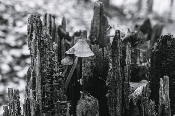istock Mushrooms in the forest 1778251584
