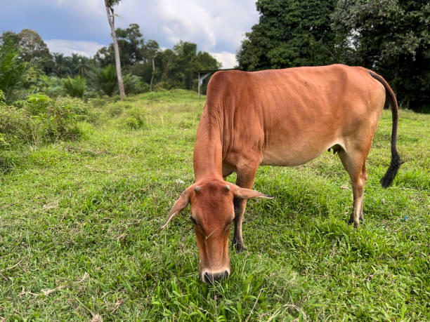istock A close-up view of a cow grazing grass. 1778252838