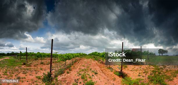 Photo libre de droit de Vignoble De La Région De Hill Country Au Texas banque d'images et plus d'images libres de droit de Texas - Texas, Fredericksburg - Texas, Vignoble